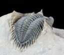 Cute, Metacanthina (Asteropyge) Trilobite - Lghaft #57668-3